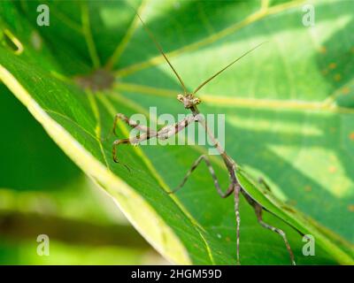 Nahaufnahme einer grünen Gottesanbeterin (Mantis religiosa), die aufrecht auf einem Blatt steht und direkt vor grünem Hintergrund in Vilcabamba, ECU, in die Kamera blickt Stockfoto