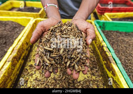 Getrocknete Schwarzsoldier-Fliegenlarven, auf dem Bauernhof in Lower Kabete. Zihanga (bedeutet Null Hunger) ist eine Abfallrecyclingfarm für organische Abfälle wie Tierabfälle aus Schlachthöfen und Lebensmittelabfälle, die die Abfälle an Black Soldier Flies (Wissenschaftlicher Name: Hermetia illucens) füttern und damit tierisches Protein und reichen organischen Kompost produzieren. Die Farm beschäftigt 6 junge Männer und bietet Schulungen für Landwirte über Black Soldier Fly Farming an. Stockfoto