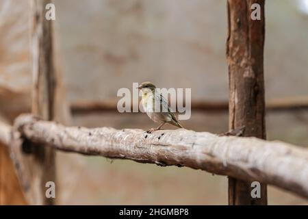 Kiambu County, Kenia. 19th Januar 2022. Ein winziger Vogel, der auf der Farm in Lower Kabete gesehen wird.Zihanga (bedeutet Null Hunger) ist eine Abfallrecyclingfarm aus organischen Abfällen wie Tierabfällen aus Schlachthöfen und Lebensmittelabfällen, die die Abfälle an Black Soldier Flies füttern (Wissenschaftlicher Name: Hermetia illucens) wiederum tierisches Protein und reichen organischen Kompost produzieren. Die Farm beschäftigt 6 junge Männer und bietet Schulungen für Landwirte über Black Soldier Fly Farming an. (Bild: © Boniface Muthoni/SOPA Images via ZUMA Press Wire) Stockfoto