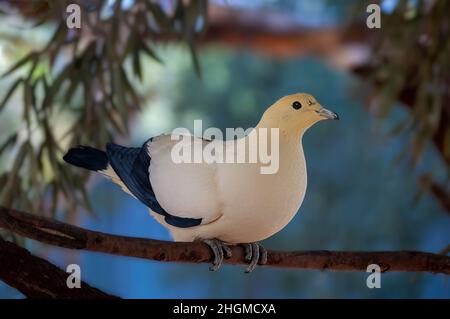 Auf dem Ast thronend thront die Rattentaube (Ducula bicolor). Stockfoto