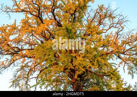 Schöner Herbst Ginkgo. Gelber Ginkgo-Baum in der Herbstsaison. Stockfoto