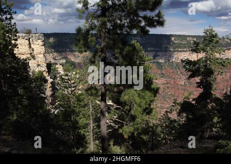 Die Wandererin steht am Rand einer steilen Klippe und blickt auf den North Rim Widforss Point Wanderweg hinunter in den Grand Canyon Stockfoto