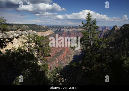 Die Wandererin liegt am Rand einer steilen Klippe und blickt auf den North Rim Widforss Point Wanderweg hinunter in den Grand Canyon Stockfoto