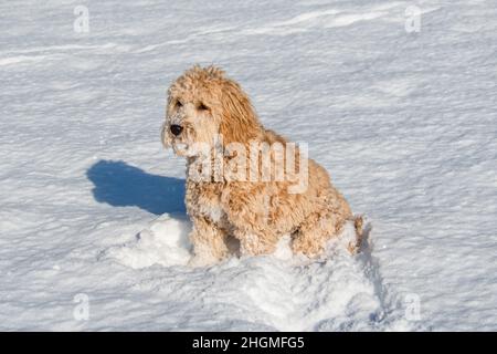 Hündin Mini Goldendoodle F1B Hund in einer Winterumgebung mit Schnee Stockfoto