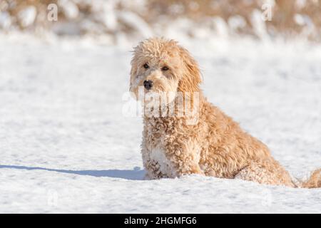 Hündin Mini Goldendoodle F1B Hund in einer Winterumgebung mit Schnee Stockfoto