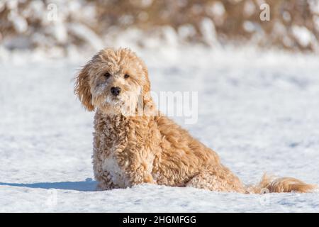 Hündin Mini Goldendoodle F1B Hund in einer Winterumgebung mit Schnee Stockfoto