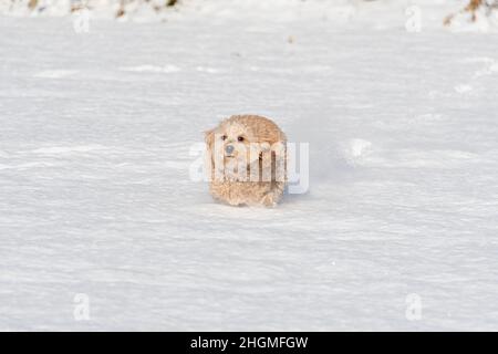 Hündin Mini Goldendoodle F1B Hund in einer Winterumgebung mit Schnee Stockfoto