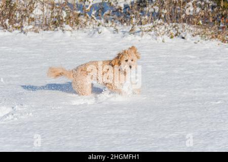 Hündin Mini Goldendoodle F1B Hund in einer Winterumgebung mit Schnee Stockfoto