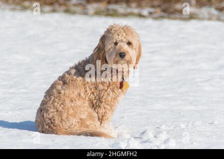 Hündin Mini Goldendoodle F1B Hund in einer Winterumgebung mit Schnee Stockfoto