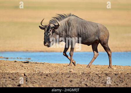 Ein blauer Gnus (Connochaetes taurinus) an einem Wasserloch, Kalahari-Wüste, Südafrika Stockfoto