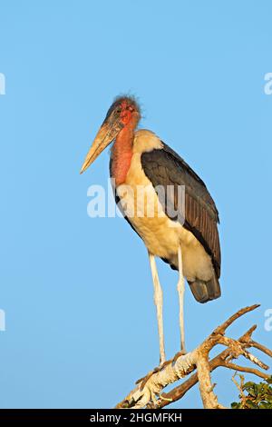 Ein Marabou-Storch (Leptoptilos crumeniferus) in einem Baum, Kruger-Nationalpark, Südafrika Stockfoto