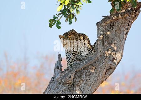 Ein Leopard (Panthera pardus) sitzt in einem Baum, Kruger Nationalpark, Südafrika Stockfoto