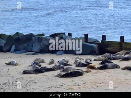 Gruppe von Kegelrobben, Horsey GAP, Nord-norfolk, england Stockfoto