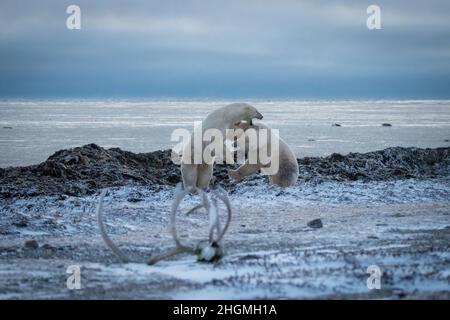 Zwei Eisbären kämpfen an Land Stockfoto