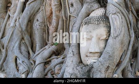 Buddhas Kopf ist in einen banyan-Baum im Wat Mahathat eingebettet, einem buddhistischen Tempel in Ayutthaya, einer ehemaligen Hauptstadt Thailands und Weltkulturerbe Stockfoto