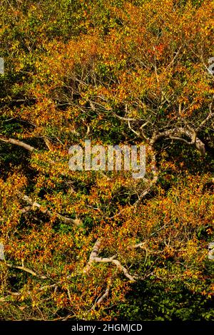 Die Zweige auf einer reifen amerikanischen Buche wächst in Pennsylvania Pocono Mountains. Stockfoto