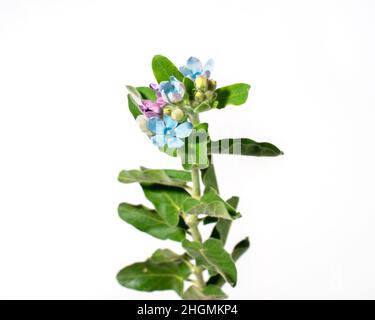 Dekorative Vergissmeinnicht-Blumen, die für Blumensträuße verwendet werden. Isoliert auf weißem Hintergrund. Stockfoto