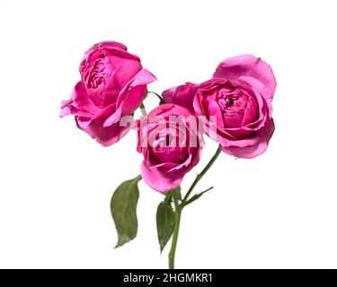 Rosa Rosenblüten isoliert auf weißem Hintergrund. Stockfoto
