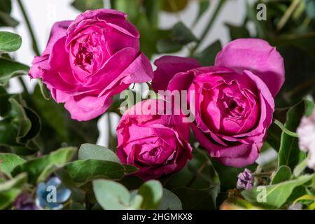 Drei dunkelrosa Rosenblüten in einem Bouquet. Stockfoto