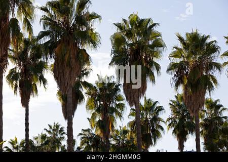 In der Nähe Bild von Palm Tree Branches gegen den strahlend blauen Himmel. Mediterranes Klima Stockfoto