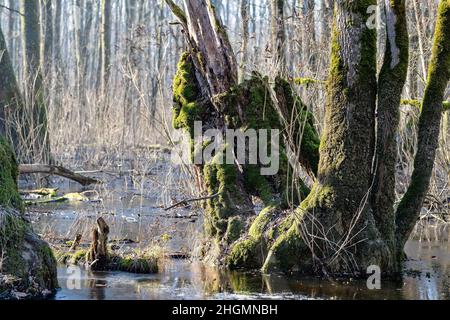 Ein von einer Flut überschwemmter Wald. Stockfoto