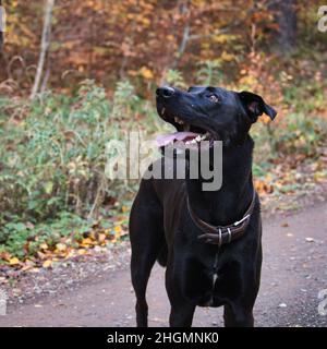 Der schwarze Labrador Retriever blickt mit seiner Zunge aus seinem Mund auf einen Wanderweg im Pfälzer Wald von Deutschland. Stockfoto