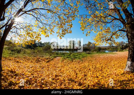 Ahornbäume mit hellgelben Blättern im Herbst, eine Aussicht mit Fischaugen-Effekt Stockfoto
