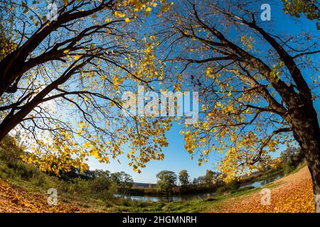 Ahornbäume mit hellgelben Blättern im Herbst, eine Aussicht mit Fischaugen-Effekt Stockfoto