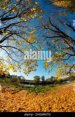 Ahornbäume mit hellgelben Blättern im Herbst, eine Aussicht mit Fischaugen-Effekt Stockfoto
