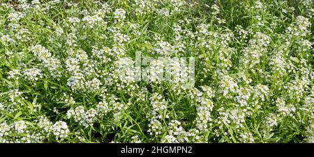 Alyssum maritimum Blume. Süßes Alysum oder süße alison-Blüten. Blumen als Hintergründe. Landschaftsdesign. Stockfoto