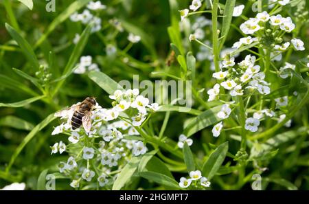 Alyssum maritimum Blume. Süßes Alysum oder süße alison-Blüten. Blumen als Hintergründe. Landschaftsdesign. Stockfoto