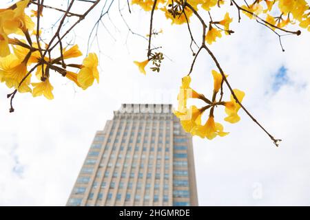 Schöner goldener Trompetenbaum (Tabebuia chrysantha, Handroanthus chrysanthus, Goldener Baum, gelber Pui) blüht im Frühling, Zhongsha, Guangdong, Chin Stockfoto