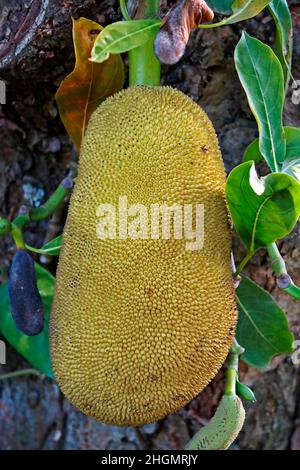 Jackfrucht auf Baum (Artocarpus heterophyllus) Stockfoto