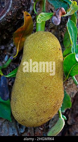Jackfrucht auf Baum (Artocarpus heterophyllus) Stockfoto