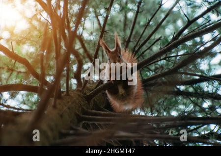 Eichhörnchen auf den Zweigen der Fichte im Wald im Frühjahr. Stockfoto