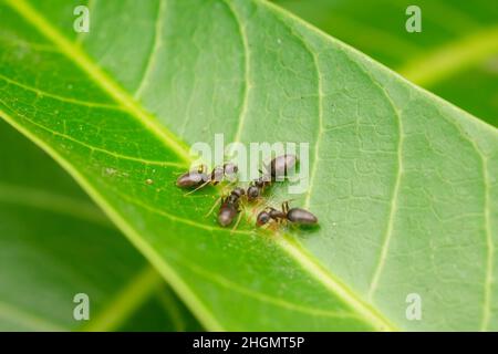 Schwarze Gartenameisen auf dem Mangoblatt, die sich vom Ei des Insekts ernähren. Selektiver Fokus verwendet. Stockfoto