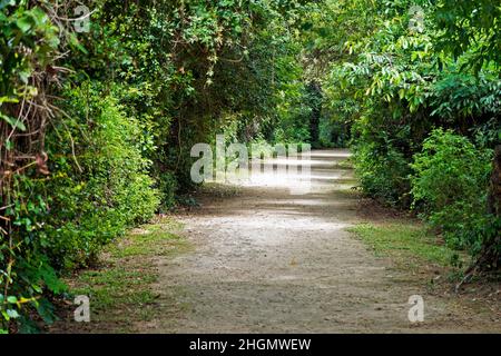 Waldwanderweg in Rio de Janeiro Stockfoto