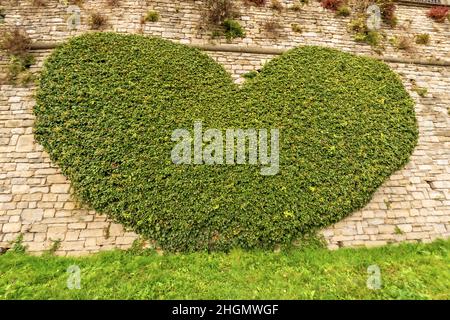 Nahaufnahme einer grünen Kriechanlage in Form eines Herzens auf einer Steinmauer, topische Kunst in Bergamo, Lombardei, Italien, Europa. Stockfoto