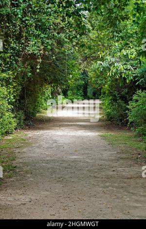 Waldwanderweg in Rio de Janeiro Stockfoto