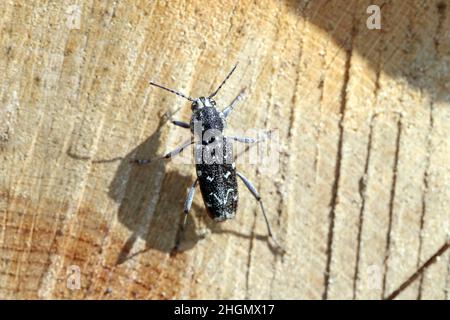 Ein holzäher Waldinsekt, der graue Tiger-Longicorn-Käfer - Xylotrechus rusticus , Familie: Cerambycidae. Stockfoto