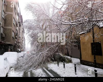 Ein Baum fiel über die Straße und zerquetschte das Auto, das in der Nähe wegen des starken Schneesturms geparkt war Stockfoto