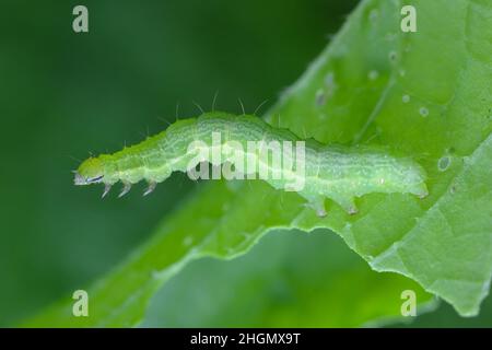 Die silberne Y (Autographa gamma) Caterpillar auf einem Rettich beschädigten Blatt. Raupen dieser Eulentauben sind Schädlinge von mehr als 200 Pflanzenarten. Stockfoto