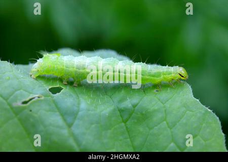 Die silberne Y (Autographa gamma) Caterpillar auf einem Rettich beschädigten Blatt. Raupen dieser Eulentauben sind Schädlinge von mehr als 200 Pflanzenarten. Stockfoto