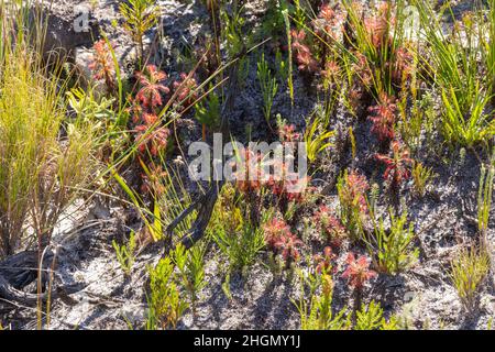 Gruppe der Sundaw Drosera glabripes (eine fleischfressende Pflanze), die in einem natürlichen Lebensraum in der Nähe von Kapstadt im westlichen Kap von Sout Africa gesehen wurde Stockfoto