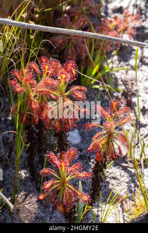 Gruppe der fleischfressenden Pflanze Drosera glabripes, aufgenommen im Silvermine Nature Reserve in der Nähe von Kapstadt im westlichen Kap von Südafrika Stockfoto