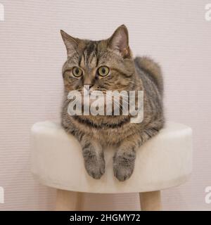 Niedliche graue Katze liegt auf einem weichen Ottoman mit hängenden Pfoten Stockfoto