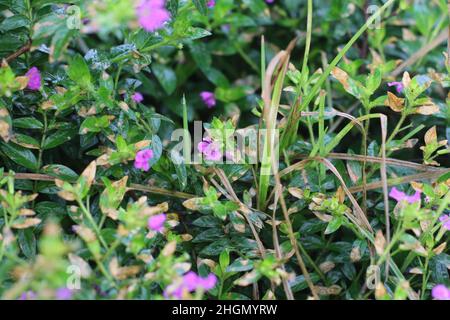 Unkrautblumen und Blätter im Grasgarten Stockfoto