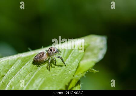 Eine kleine, im Garten wehende Spinne auf dem Blatt Stockfoto