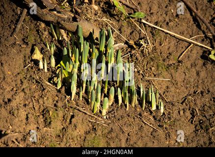 Frühlingsblumen wie diese Narzissen beginnen im Winter, Triebe auszusenden, um sich auf die kommende Vegetationsperiode vorzubereiten. Stockfoto