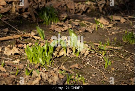 Im Winter beginnt der Waldteppich aus Blättern auszubrechen, wenn neues Wachstum entsteht Stockfoto